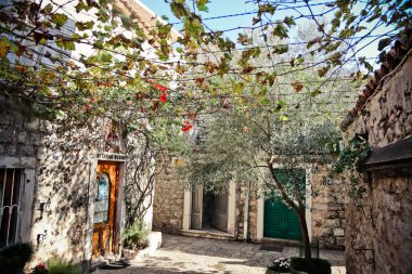 Budva 'nın eski yaz kasabasında çiçekler.