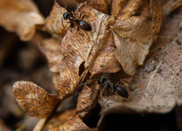 Mrówki żyją naturalnie na liściu ziemi. — Zdjęcie stockowe