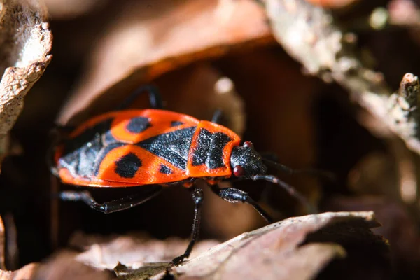 Macro Image Une Punaise Coton Rouge Photos De Stock Libres De Droits