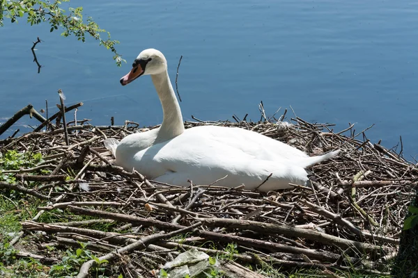 Mute swan on nest with eggs. — Stock Photo, Image