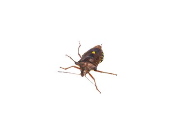 Forest bug lat.Pentatoma rufipes.     clipart