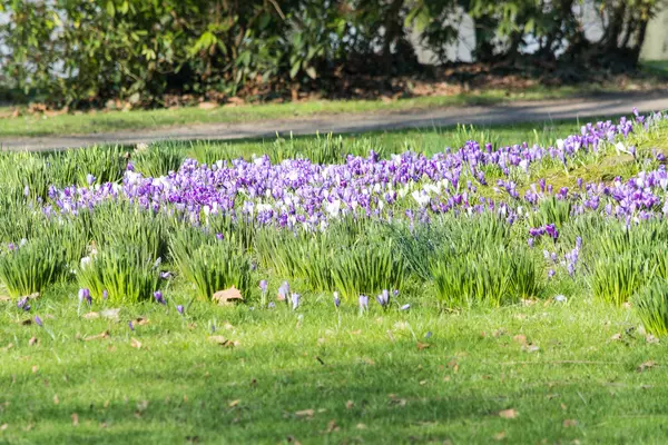 Azafrán púrpura en primavera — Foto de Stock