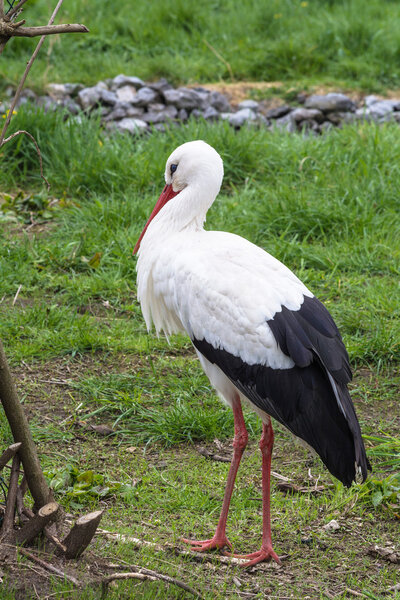 Adult stork on a meadow