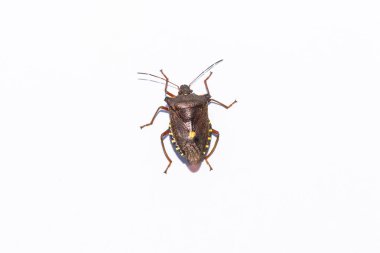 Orman hata lat. Pentatoma rufipes.    