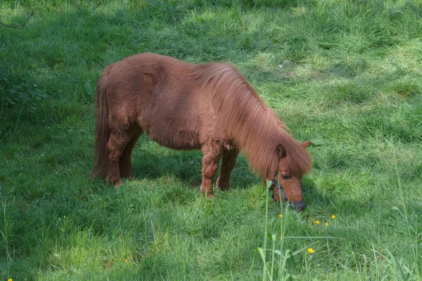 Brown Pony op een weiland — Stockfoto