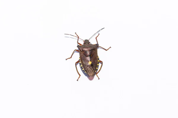 Лесной жук. Руфипы Пентатомы . — стоковое фото