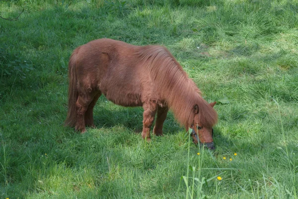 Braunes Pony auf einer Weide — Stockfoto