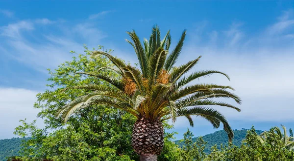 Palm mot en blå himmel — Stockfoto