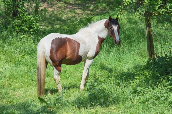 Bruin wit paard in een weide — Stockfoto