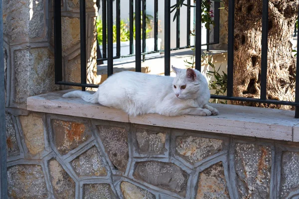 Weisse Katze liegt auf einer Mauer — ストック写真