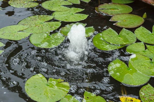 Étang naturel, étang de jardin avec nénuphars et fontaine à eau — Photo