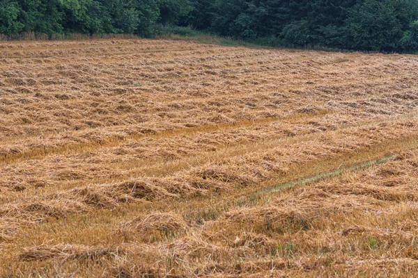 Mowed stubble cornfield after harvest. — Stock Photo, Image