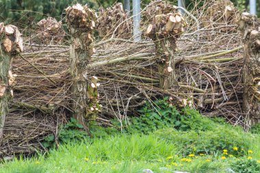 Çit malzemesi hasır üzerinden eleme 