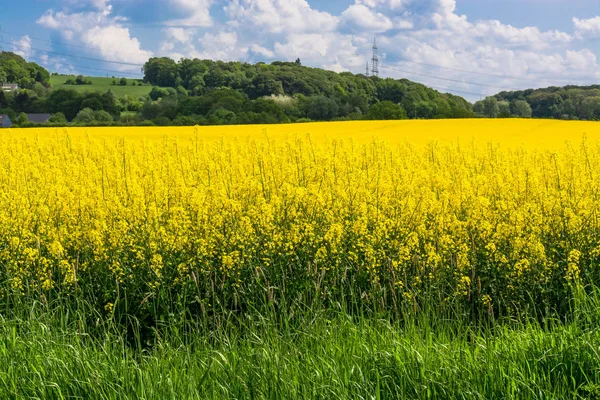 Campo de canola florescente com céu azul — Fotografia de Stock