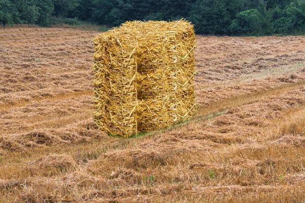 Campo de grãos cortados com fardos de feno — Fotografia de Stock