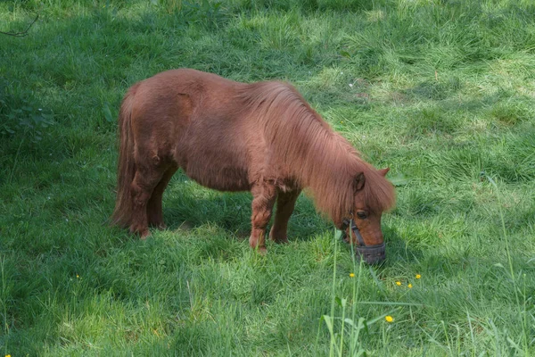 Brown Pony en un pasto —  Fotos de Stock