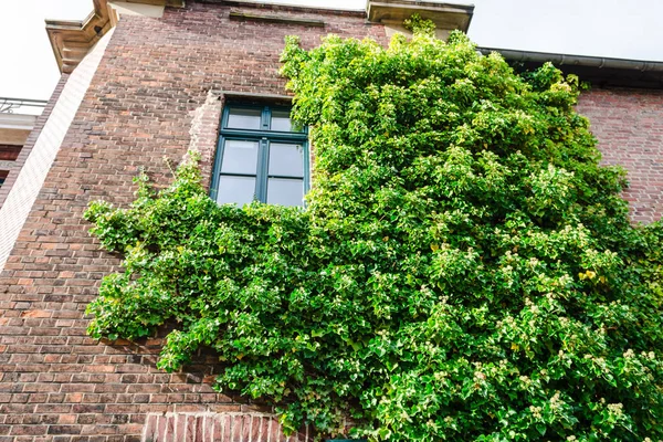 Vegetación de hiedra en una pared de casa . —  Fotos de Stock