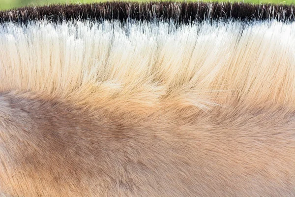 Melena de un pony . —  Fotos de Stock