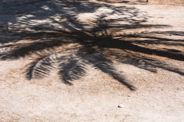 Пальмовая тень падает на тропу — стоковое фото
