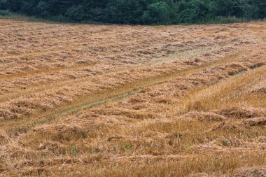 Anız mowed Mısır tarlasında hasat sonra.        