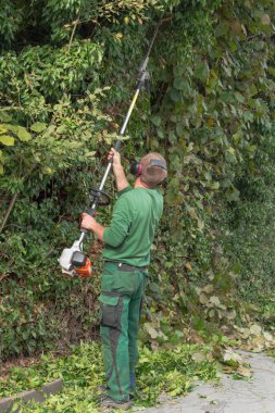 Cutting a hedge  clipart