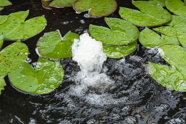 Lagoa natural, lago de jardim com almofadas de lírio e fonte de água — Fotografia de Stock