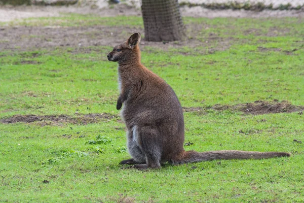 Binturongun doğal yaşam ortamı içinde kanguru — Stok fotoğraf