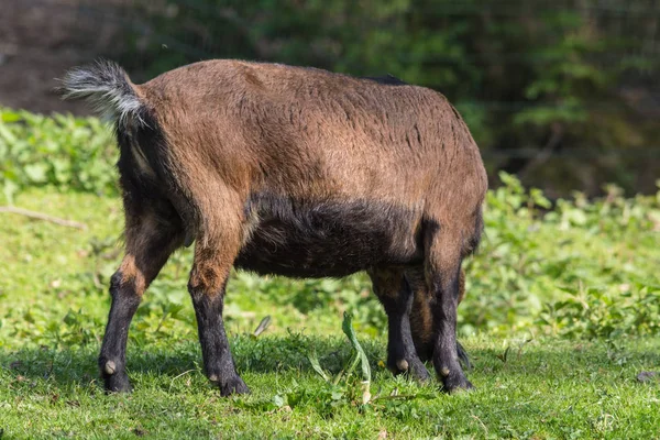 Chèvre brune sur une prairie — Photo