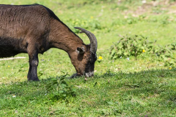 Коричневий кози на луг — стокове фото