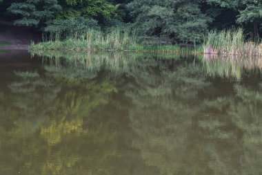 Pastoral sakin gölet manzara orman.