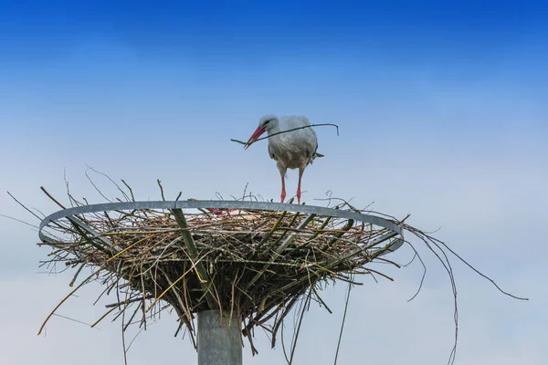 Two storks on the nest — Stock Photo, Image