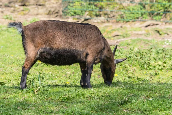 Brązowy koza na łące — Zdjęcie stockowe