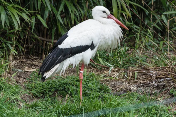 Adult stork on a meadow — Stock Photo, Image