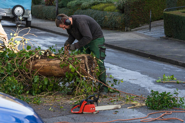 Лесник пилит ствол дерева бензопилой
       