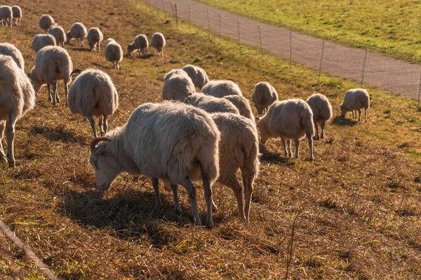 Gregge di pecore su una diga . — Foto Stock