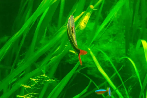 Los peces en el acuario, los peces en el acuario sobre el fondo verde —  Fotos de Stock