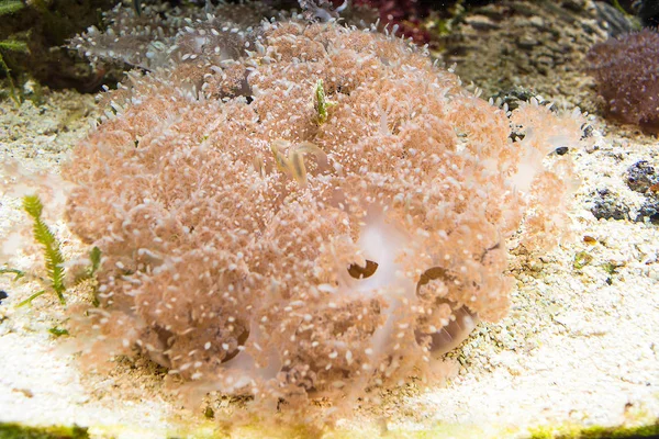 Tentáculos de uma anêmona-do-mar-rosa — Fotografia de Stock