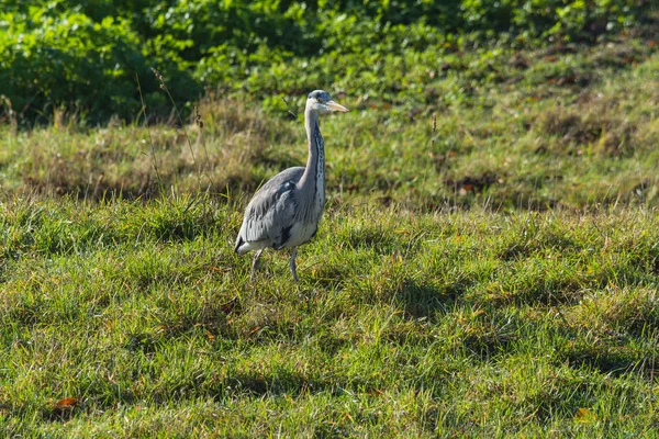 Héron, héron gris dans l'herbe — Photo