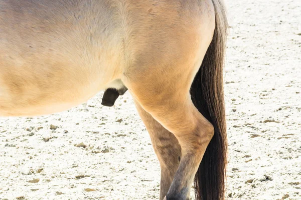 Organo riproduttivo, pene di un cavallo — Foto Stock