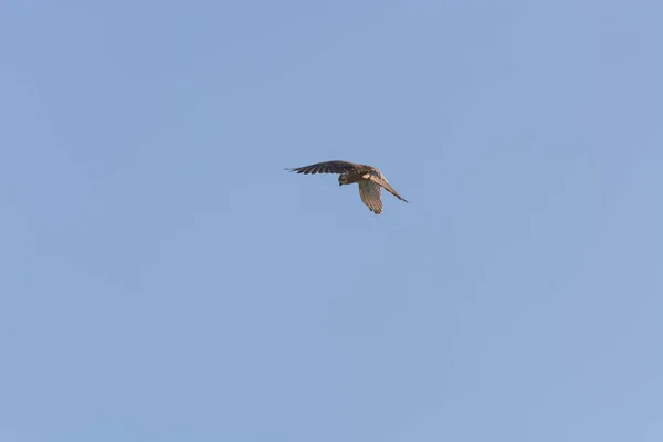 Oiseau se tient sur un seul endroit dans l'air — Photo