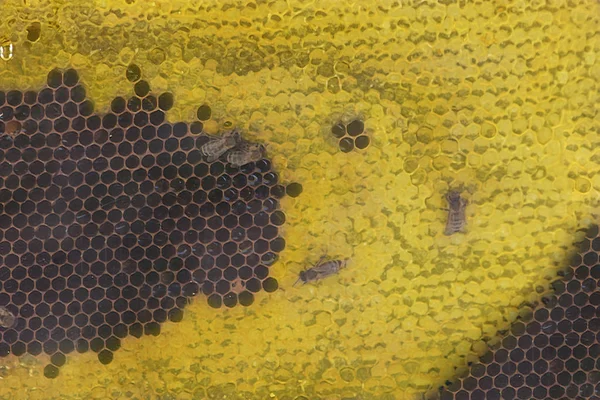 View of the honeycomb of a beehive — Stock Photo, Image