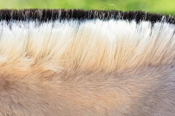 Manen av en ponny. — Stockfoto