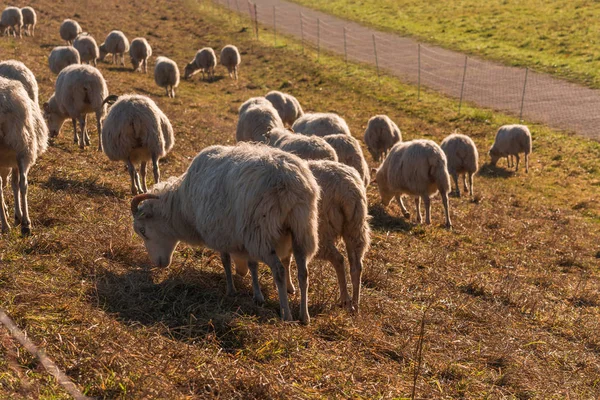 Gregge di pecore su una diga . — Foto Stock