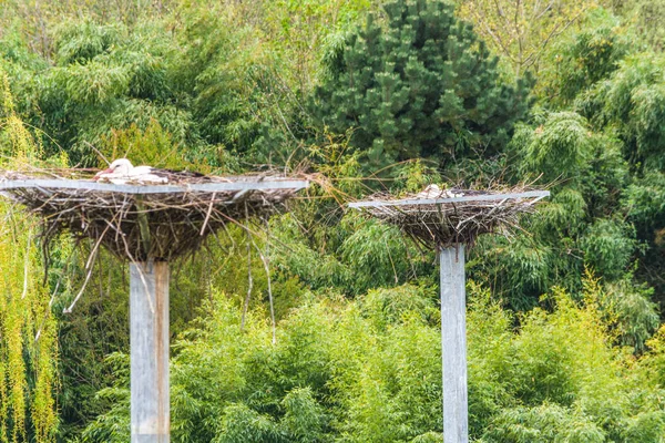 Due cicogne sul nido — Foto Stock