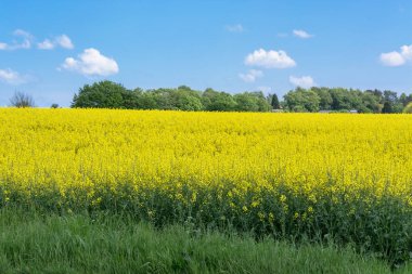 Mavi gökyüzü ile çiçeklenme kanola alan
