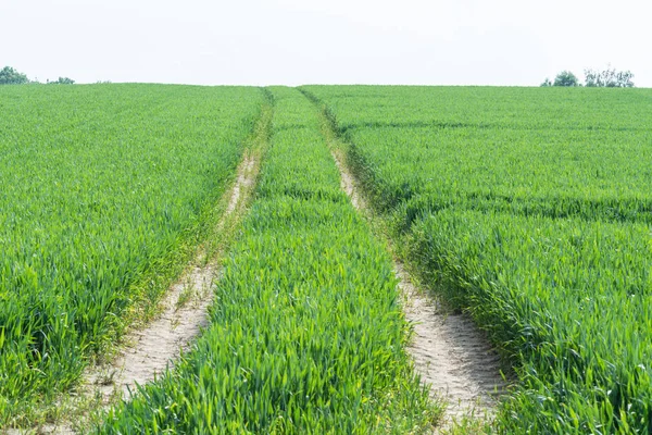 Tractor tracks through a green agricultural field — Stock Photo, Image