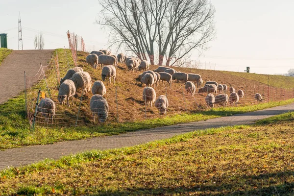 Flock of sheep on a dyke. — Stock Photo, Image