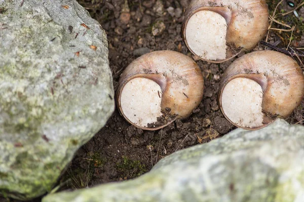 Tre vinstockar sniglar i en snigel skal. — Stockfoto