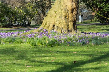 Çiğdemler ağaç üzerinde bir çayır.    