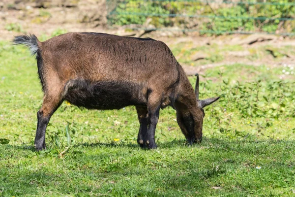 Brązowy koza na łące — Zdjęcie stockowe